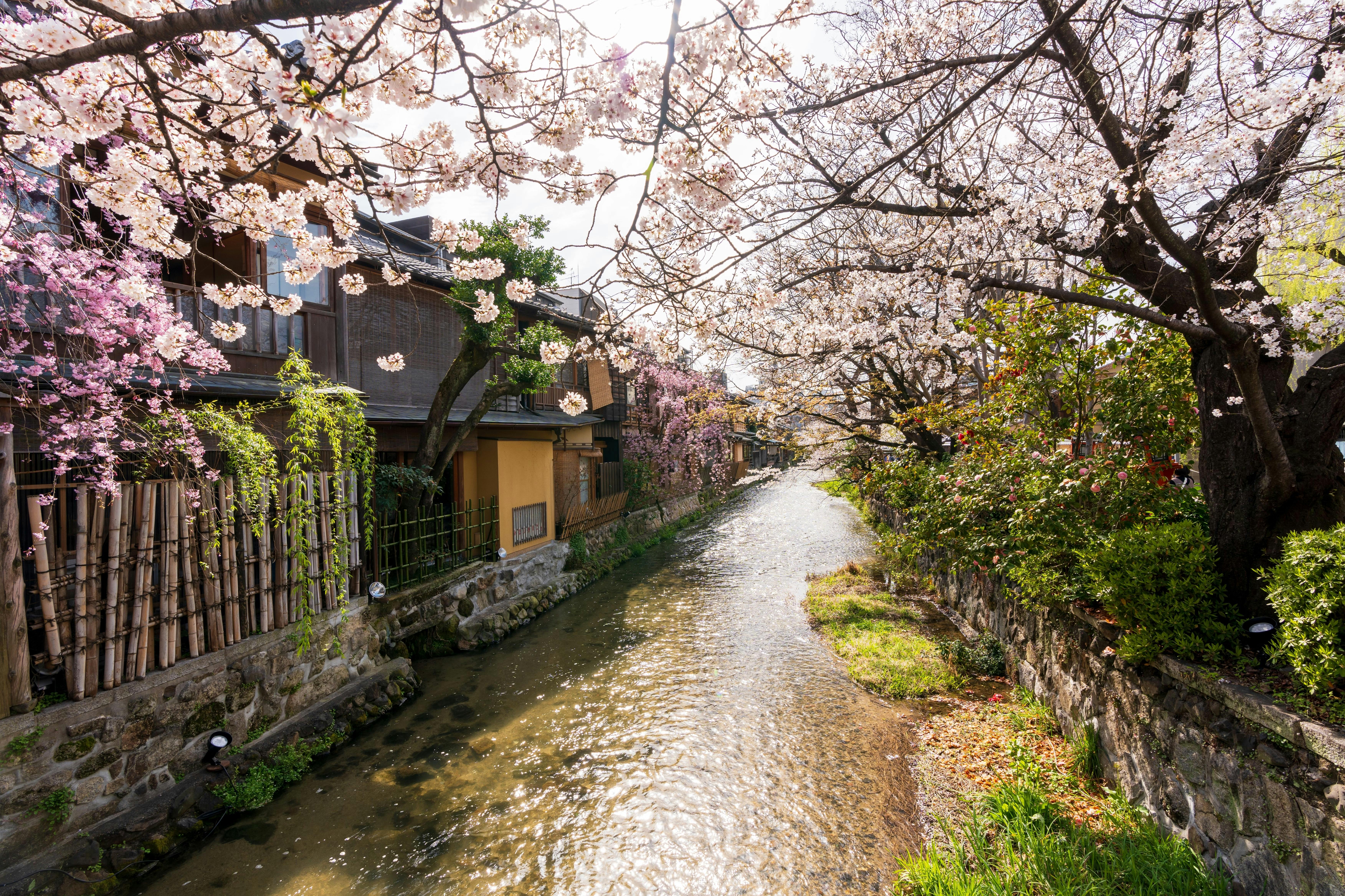 A narrow canal lined with stone walls runs between traditional wooden houses and blooming cherry blossom trees, with sunlight filtering through the pink and white flowers.