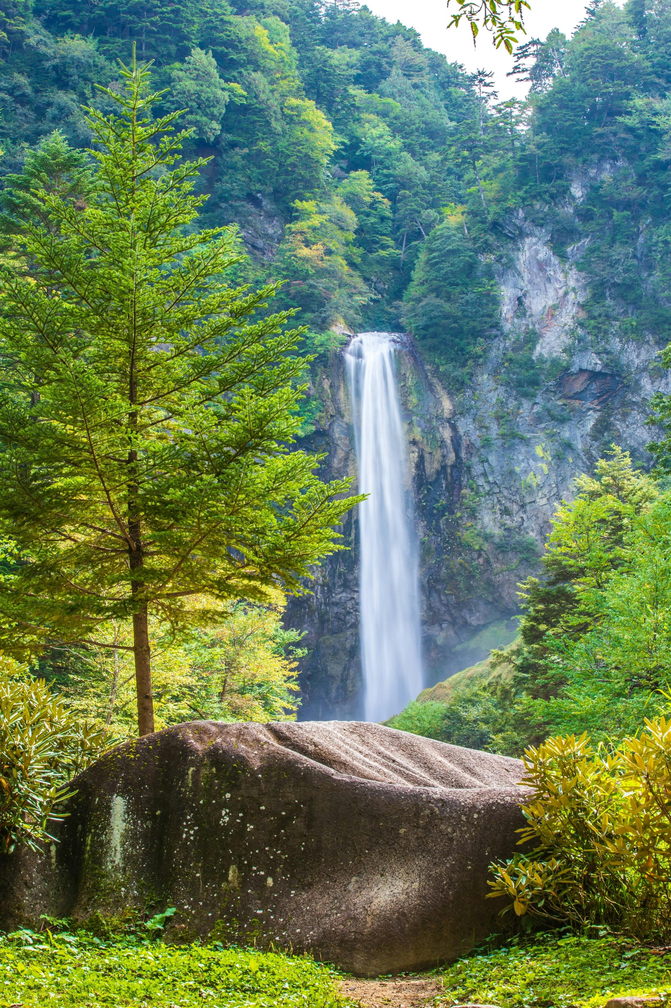 A tall waterfall cascades down a forested cliff surrounded by lush green trees, with a large mossy rock and small shrubs in the foreground.