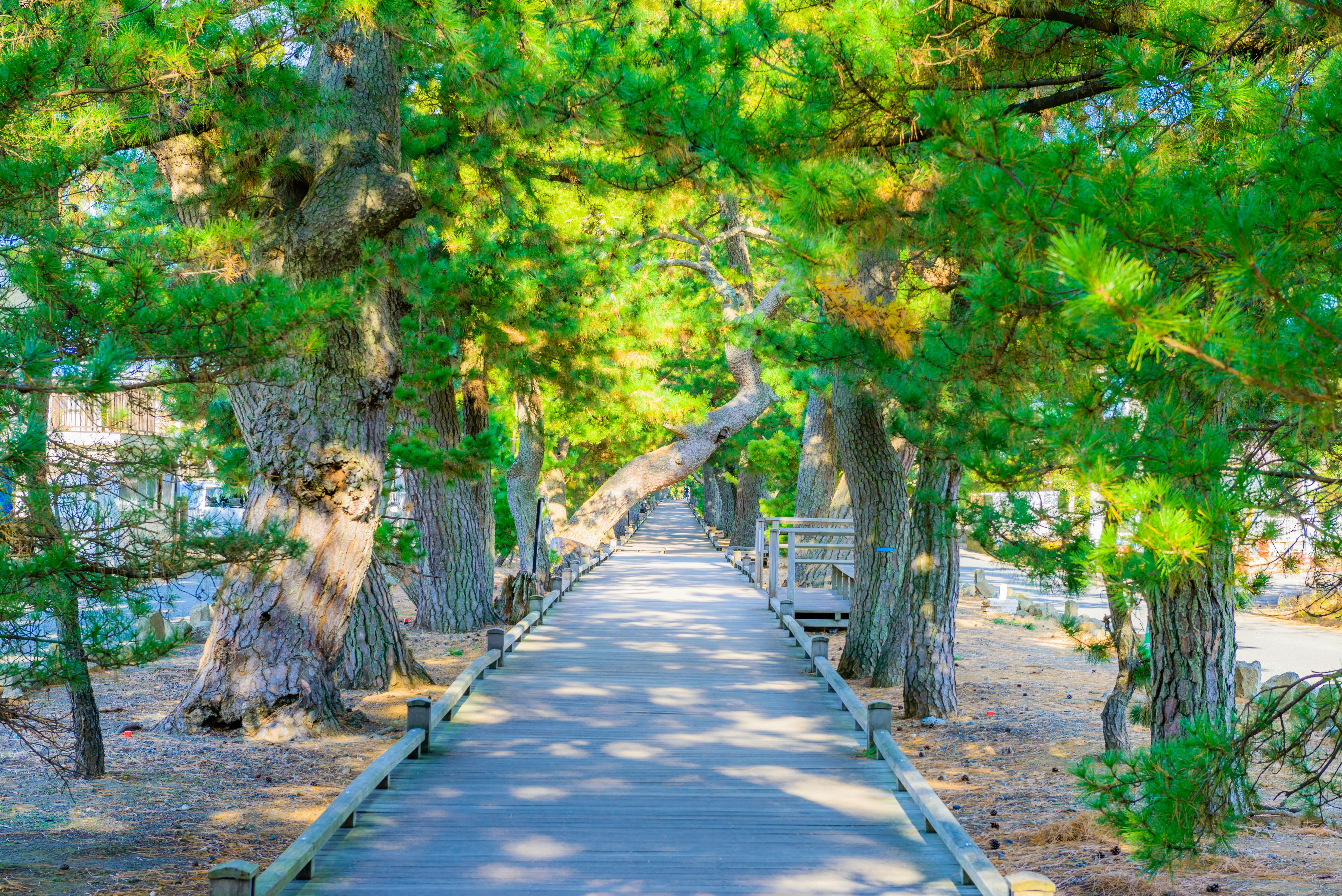 A sunlit wooden walkway passes beneath tall, leafy pine trees, casting green shadows onto the path. The boardwalk is flanked by benches, with sunlight filtering through the branches, creating a peaceful, inviting scene.