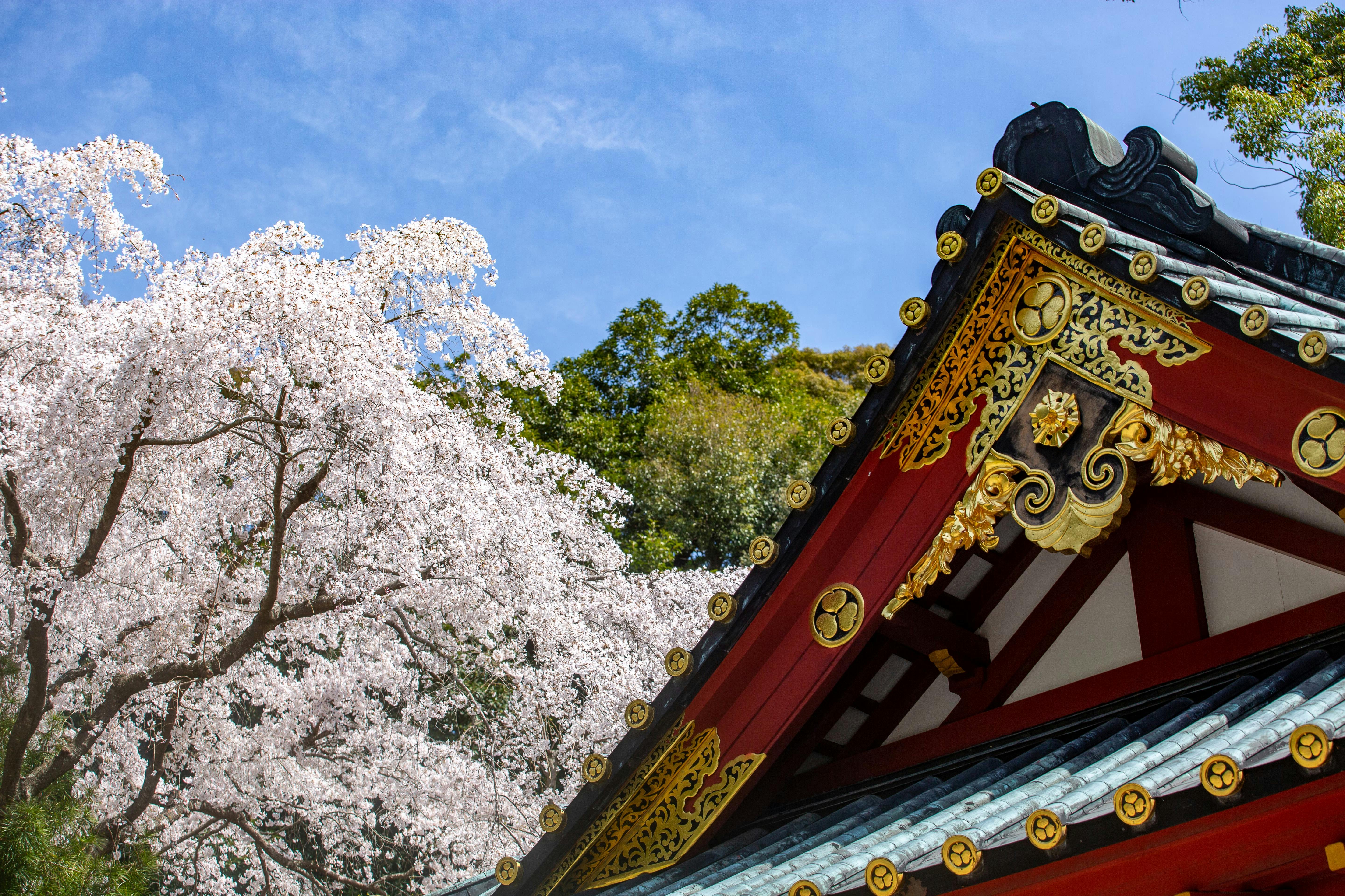 Ornate roof of a traditional Japanese temple with gold and red accents, set against blooming cherry blossom trees and a bright blue sky.