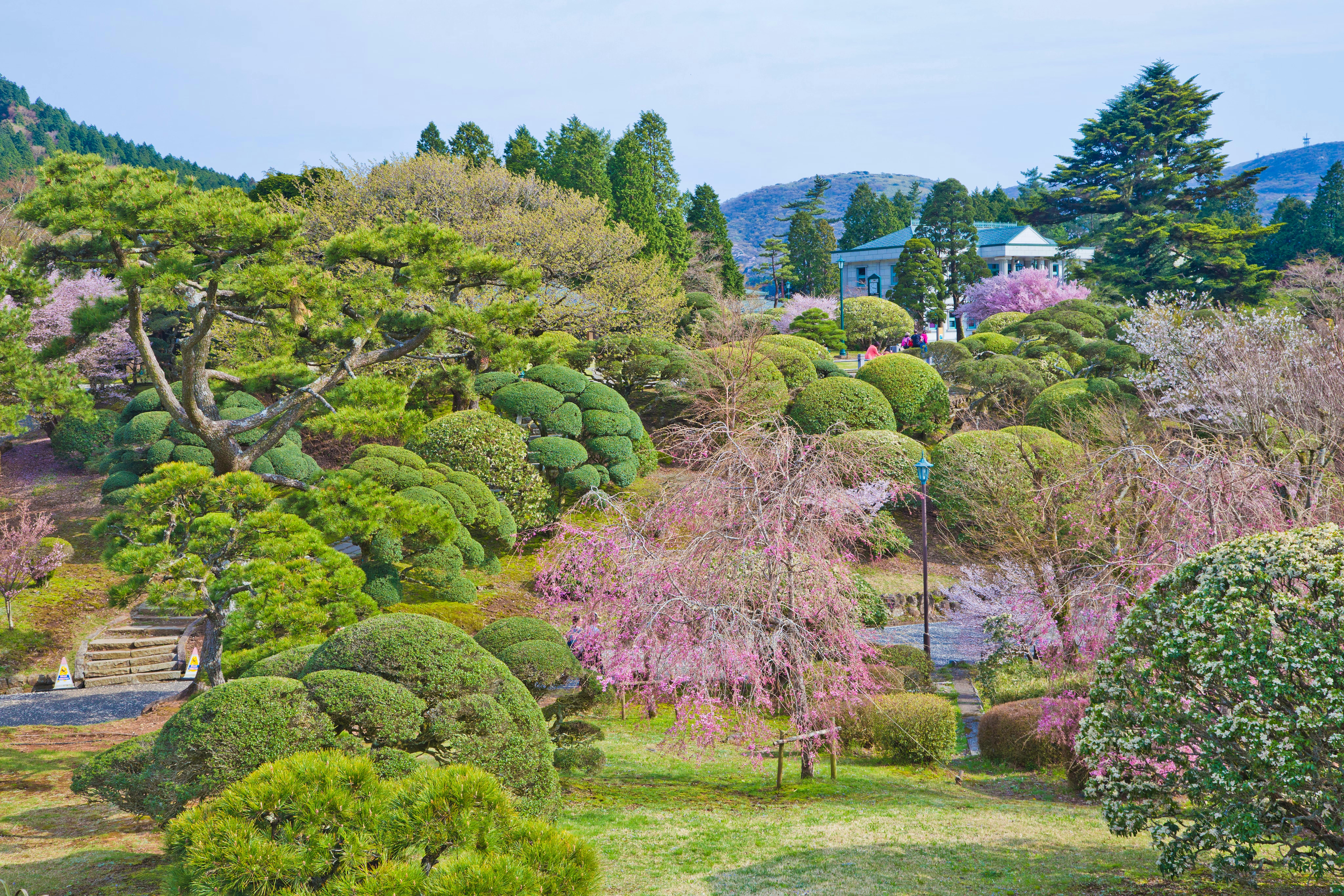 A vibrant Japanese garden with manicured bushes, blooming cherry blossoms, winding paths, and tall trees, set against a backdrop of distant hills and a traditional building.