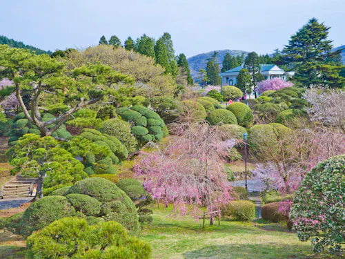 Detached Palace Garden A vibrant Japanese garden with manicured bushes, blooming cherry blossoms, winding paths, and tall trees, set against a backdrop of distant hills and a traditional building.