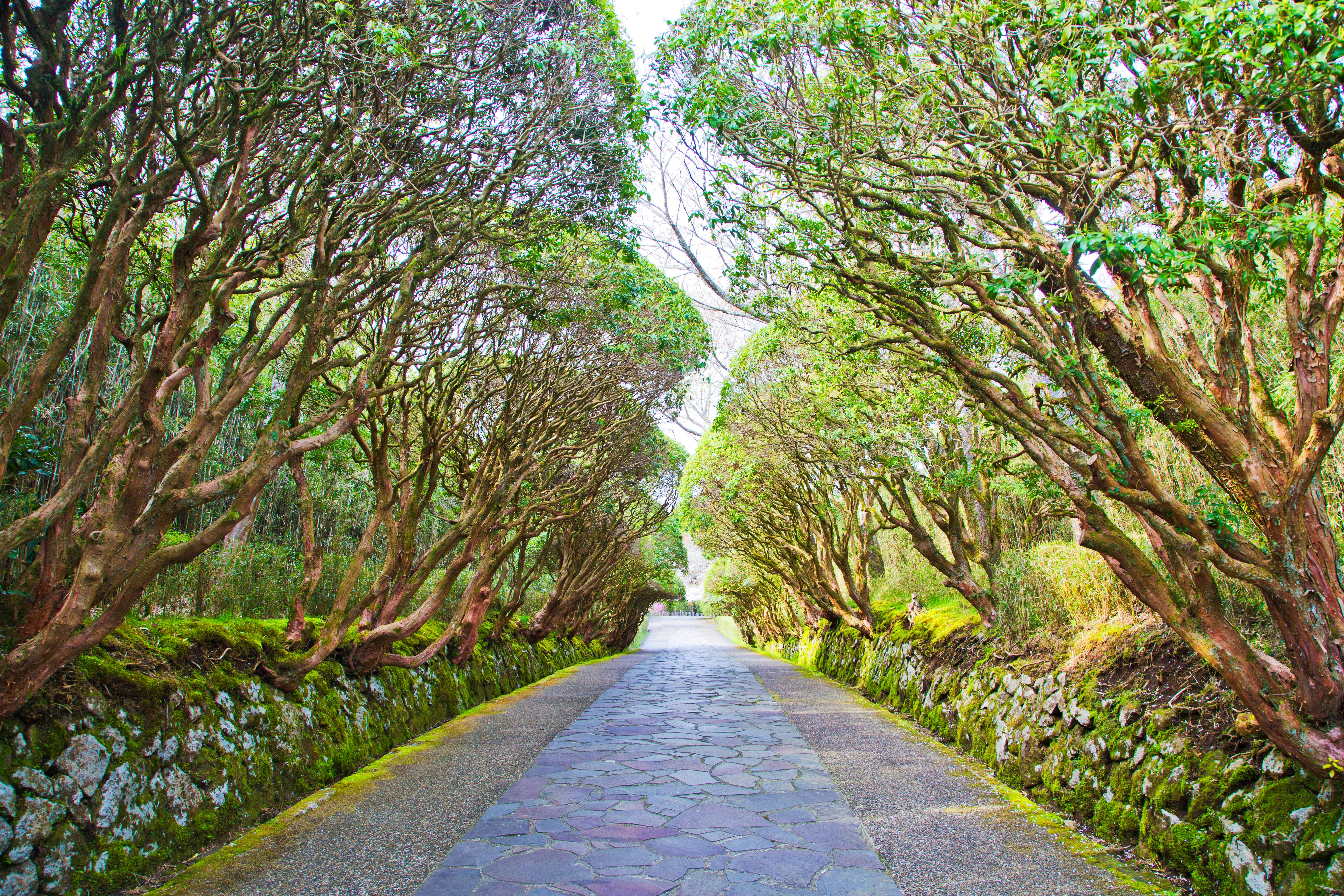 A stone pathway lined with tall, arching trees and mossy stone walls creates a green tunnel, leading to a bright, open area in the distance.