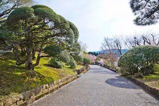 A paved pathway lined with neatly trimmed trees and bushes curves gently through a landscaped garden, with green grass, stone edging, and distant pink cherry blossoms under a bright sky.
