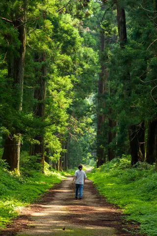 A person walks alone on a dirt path through a lush, green forest with tall trees and sunlight filtering through the leaves.