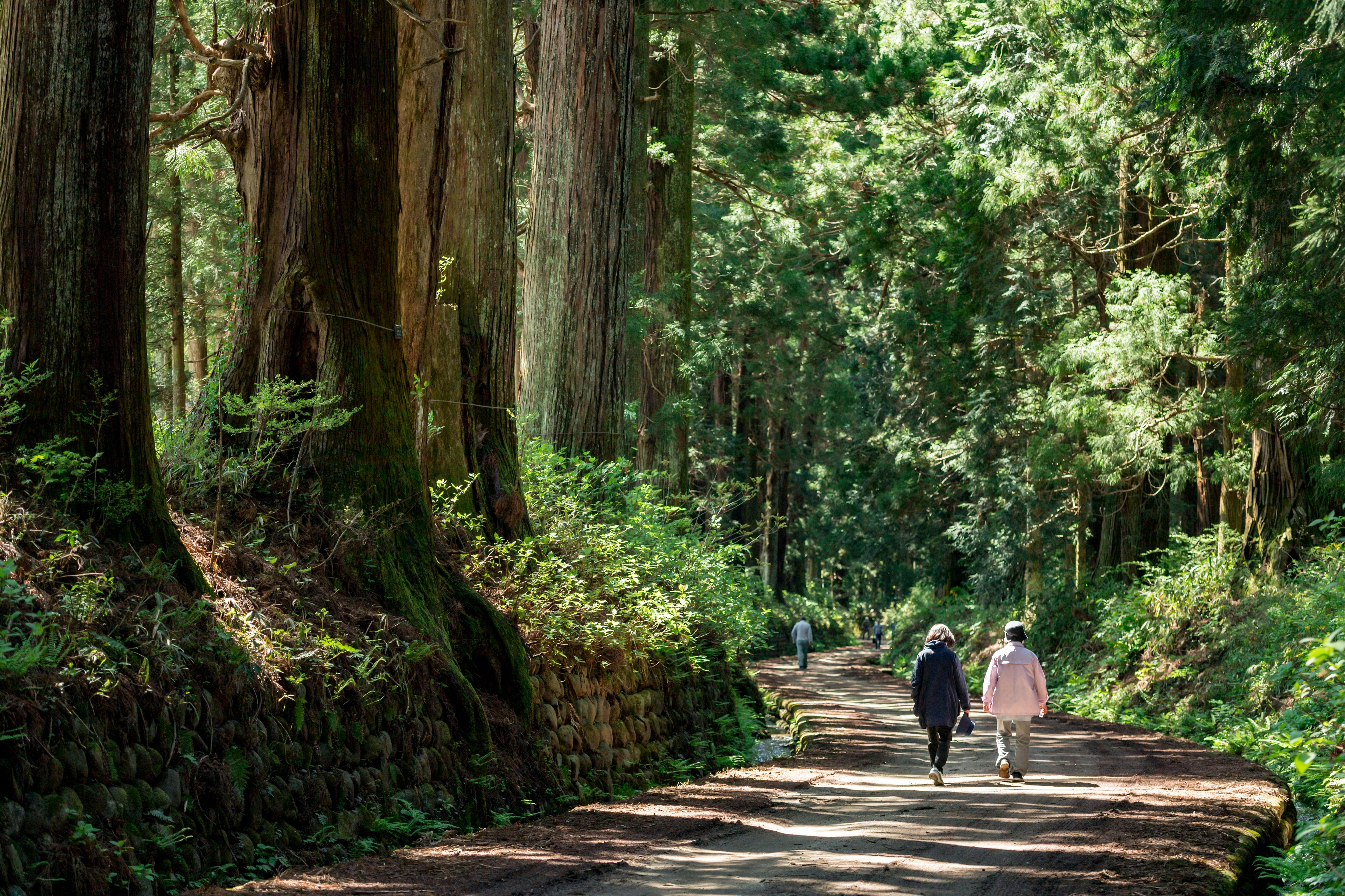 Two people walk down a sun-dappled path through a lush, green forest with tall trees, while another person walks further ahead in the distance.
