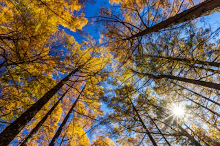 Tall trees with yellow autumn leaves stretch upward, their branches forming a canopy against a bright blue sky. Sunlight filters through the foliage, creating a radiant starburst near the bottom right.