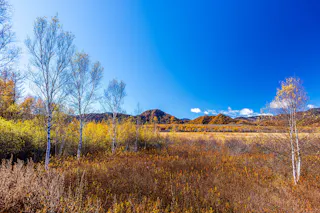 A bright autumn landscape with golden brown grass, sparse white-barked trees, and distant hills under a vivid blue sky with a few clouds.