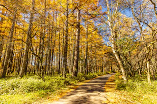 A paved path winds through a forest of tall trees with golden-yellow autumn leaves, under a clear blue sky. Sunlight filters through the branches, casting dappled shadows on the path and fallen leaves on the ground.