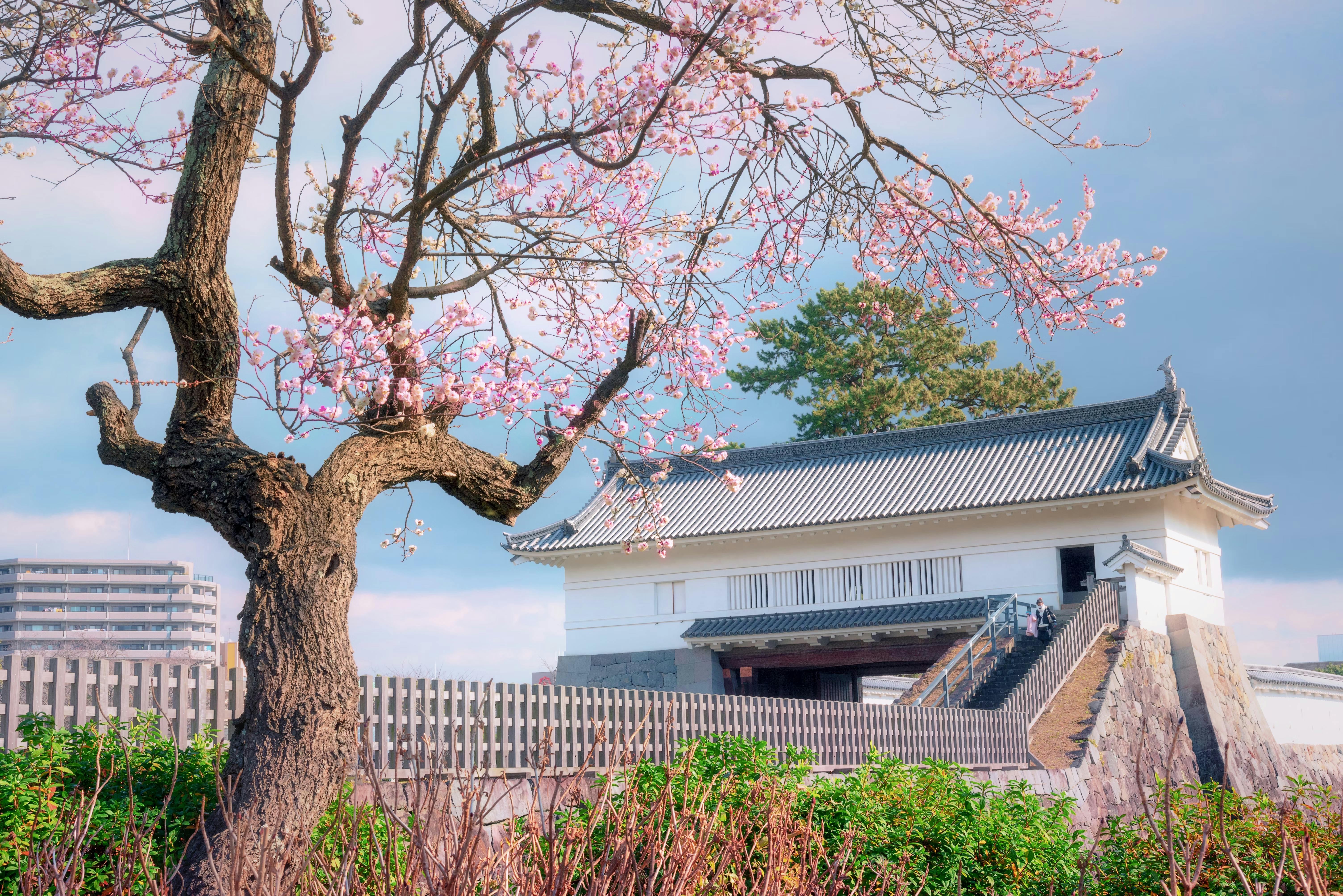 A blooming cherry blossom tree stands in front of a traditional Japanese building with white walls and a tiled roof, set against a soft blue sky with hints of pink. Green shrubs and a fence line the foreground.