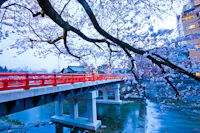 A red bridge spans a calm river, framed by cherry blossom branches in full bloom, with buildings and rooftops visible in the background under a soft blue sky.