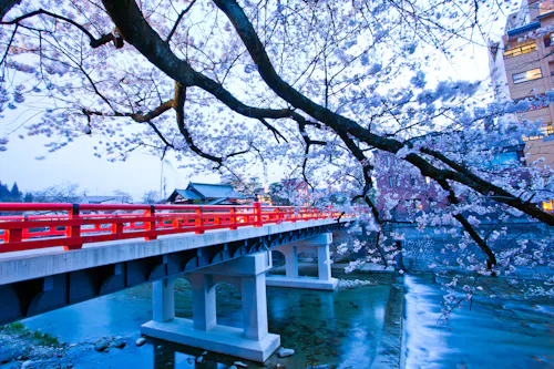 A red bridge spans a calm river, framed by cherry blossom branches in full bloom, with buildings and rooftops visible in the background under a soft blue sky.