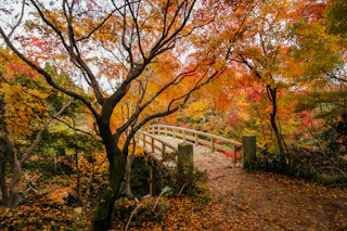 A wooden bridge crosses through a forest filled with vibrant autumn foliage in shades of orange, red, and yellow, with fallen leaves covering the path and trees arching overhead.