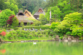 Traditional Japanese thatched-roof houses are surrounded by lush green trees beside a calm pond, where a white swan swims, creating a peaceful rural landscape.