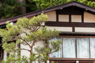 A neatly pruned pine tree stands in front of a traditional Japanese house with wooden beams and white walls; windows with white curtains are visible in the background.