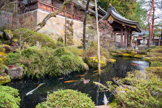 A tranquil Japanese garden with a pond filled with colorful koi fish, lush green bushes, moss, and a traditional wooden building and gate in the background.