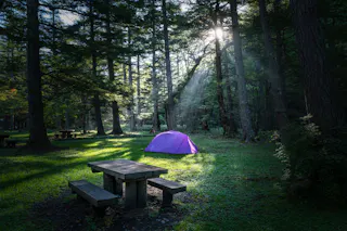 A purple tent is set up in a sunlit forest clearing with rays of sunlight filtering through tall trees. Nearby, there is a wooden picnic table and benches on green grass.