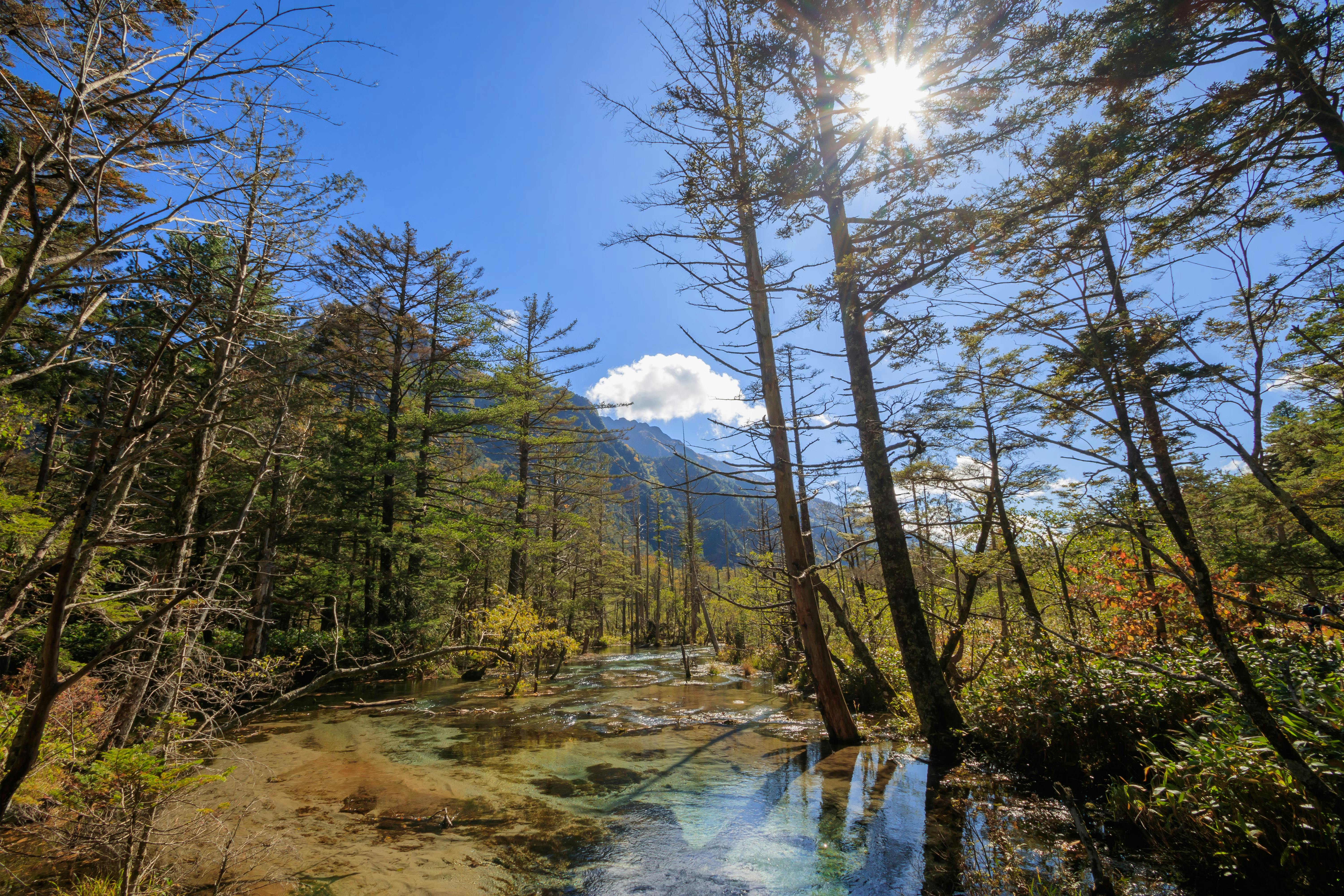Sunlight shines through tall trees over a clear, shallow stream in a forest. The sky is bright blue with a single white cloud, and green foliage surrounds the peaceful natural scene.