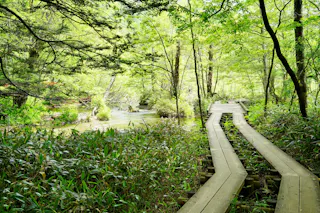 A wooden boardwalk curves through lush green forest next to a gently flowing river, surrounded by dense foliage and tall trees under bright daylight.