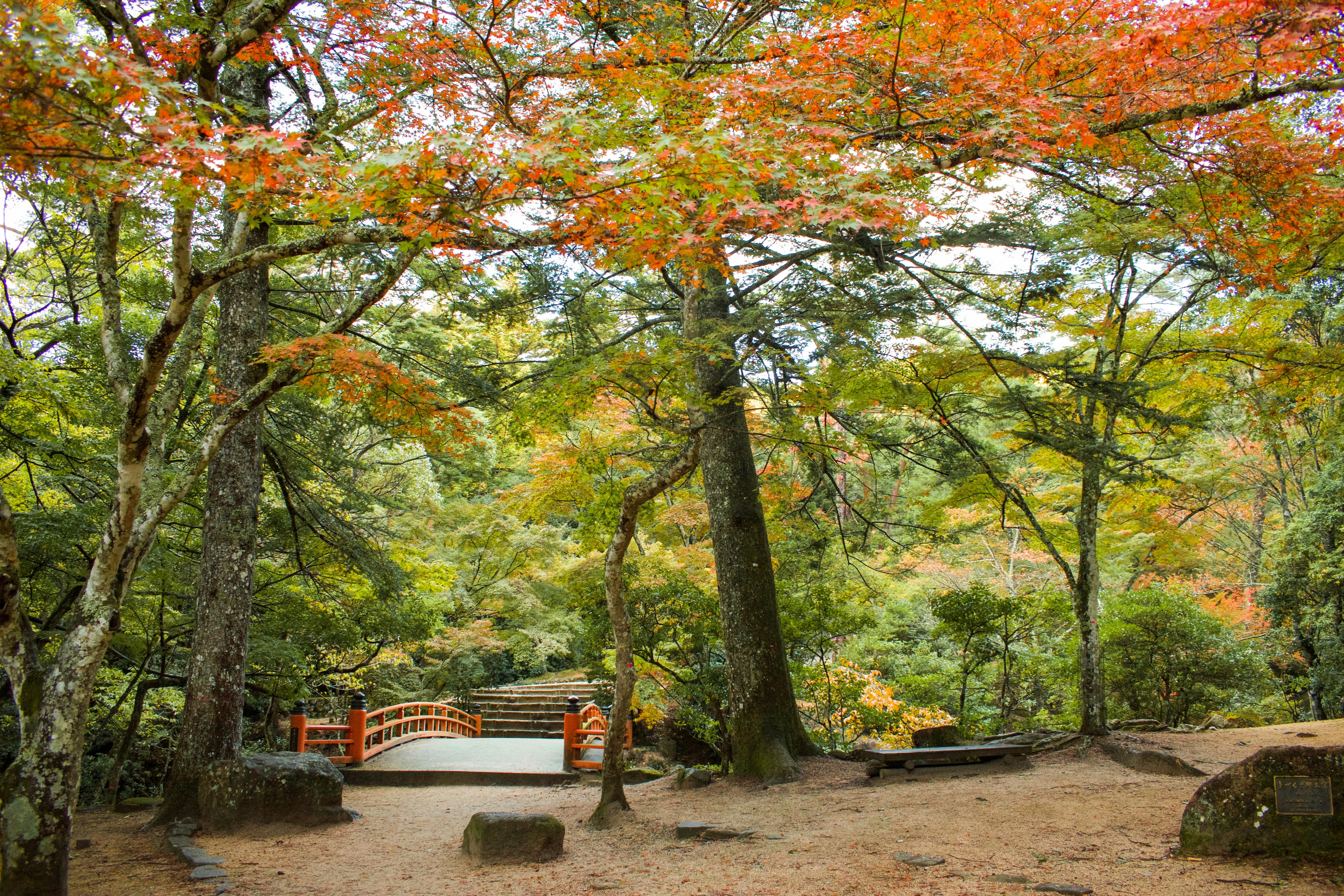 A serene Japanese garden with a curved wooden bridge, surrounded by tall trees with green and orange autumn leaves, and a sandy path covered with scattered rocks and benches.