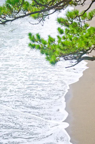 Waves gently wash onto a sandy beach while green pine tree branches extend over the shoreline from above, creating a peaceful coastal scene.
