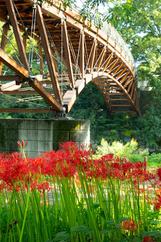 A wooden arch bridge spans over a lush green garden with vibrant red spider lilies blooming in the foreground, surrounded by trees and sunlight filtering through the leaves.