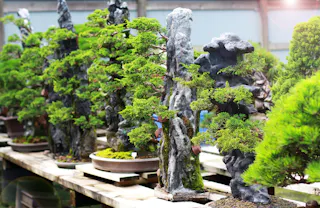 Several bonsai trees with lush green foliage are displayed on a wooden table. Some trees are shaped around tall, jagged rocks, creating a miniature landscape. The background shows more plants and a sunlit greenhouse.