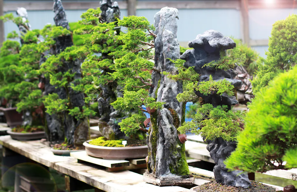 Omiya Bonsai Art Museum
