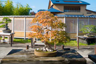 A potted bonsai tree with orange and yellow leaves sits on a wooden table outdoors, with a traditional Japanese building and other bonsai trees in the background.