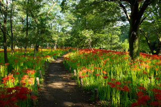 A dirt path winds through a lush, green forest filled with bright red flowers in bloom, with sunlight filtering through the trees and casting dappled shadows on the ground.