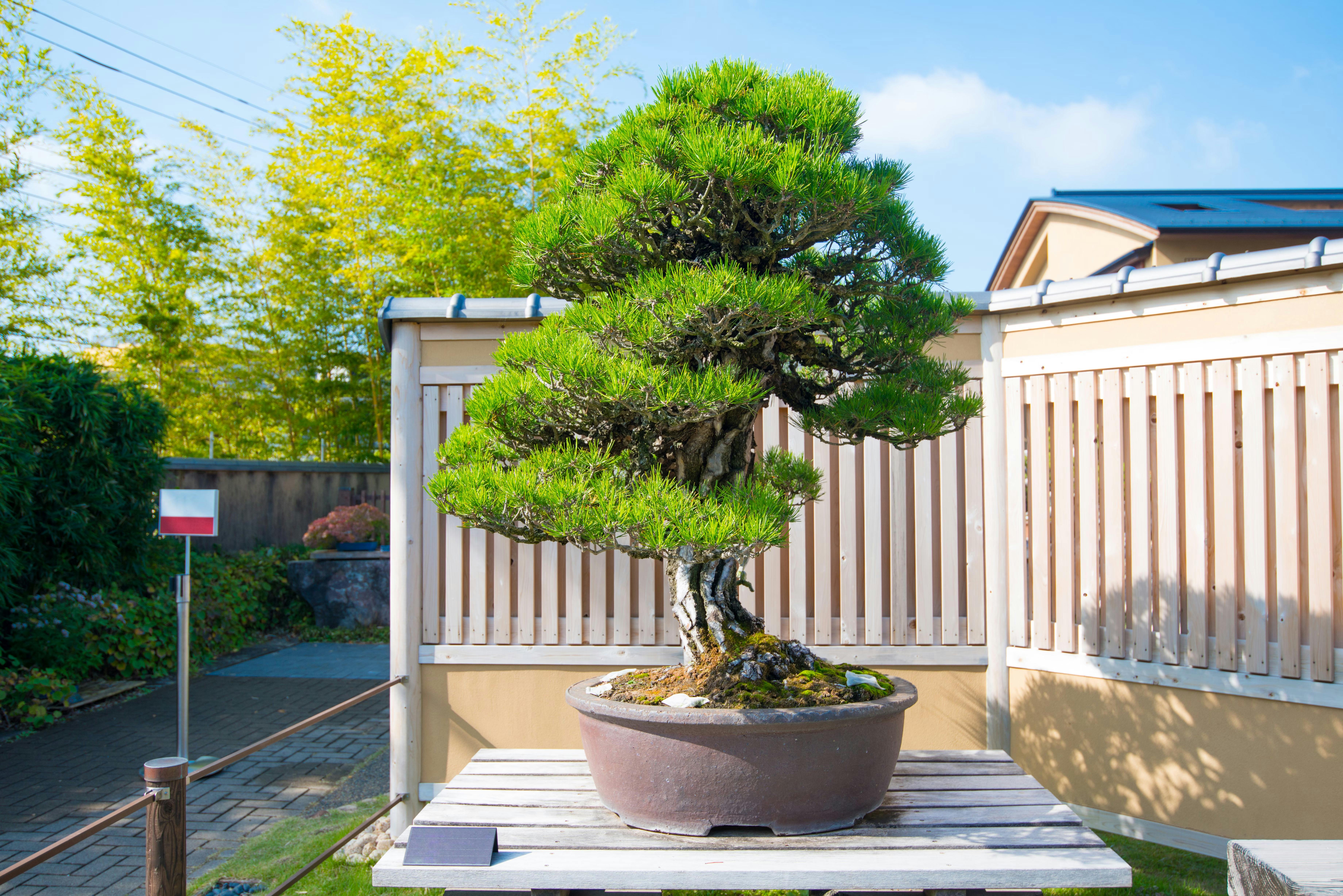 A large bonsai tree in a round pot sits on a wooden table outdoors, surrounded by a fence and greenery, with bamboo and a building in the background under a blue sky.