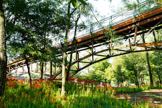 A wooden bridge spans through a lush green forest, with sunlight filtering through the trees and red flowers blooming on the forest floor below.