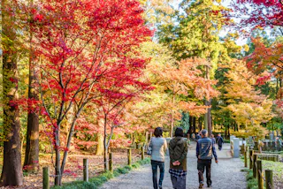 People walk along a tree-lined path in a park during autumn. Vibrant red, orange, and yellow leaves decorate the trees under a bright, sunny sky. The ground is covered with gravel, and wooden posts line the path.