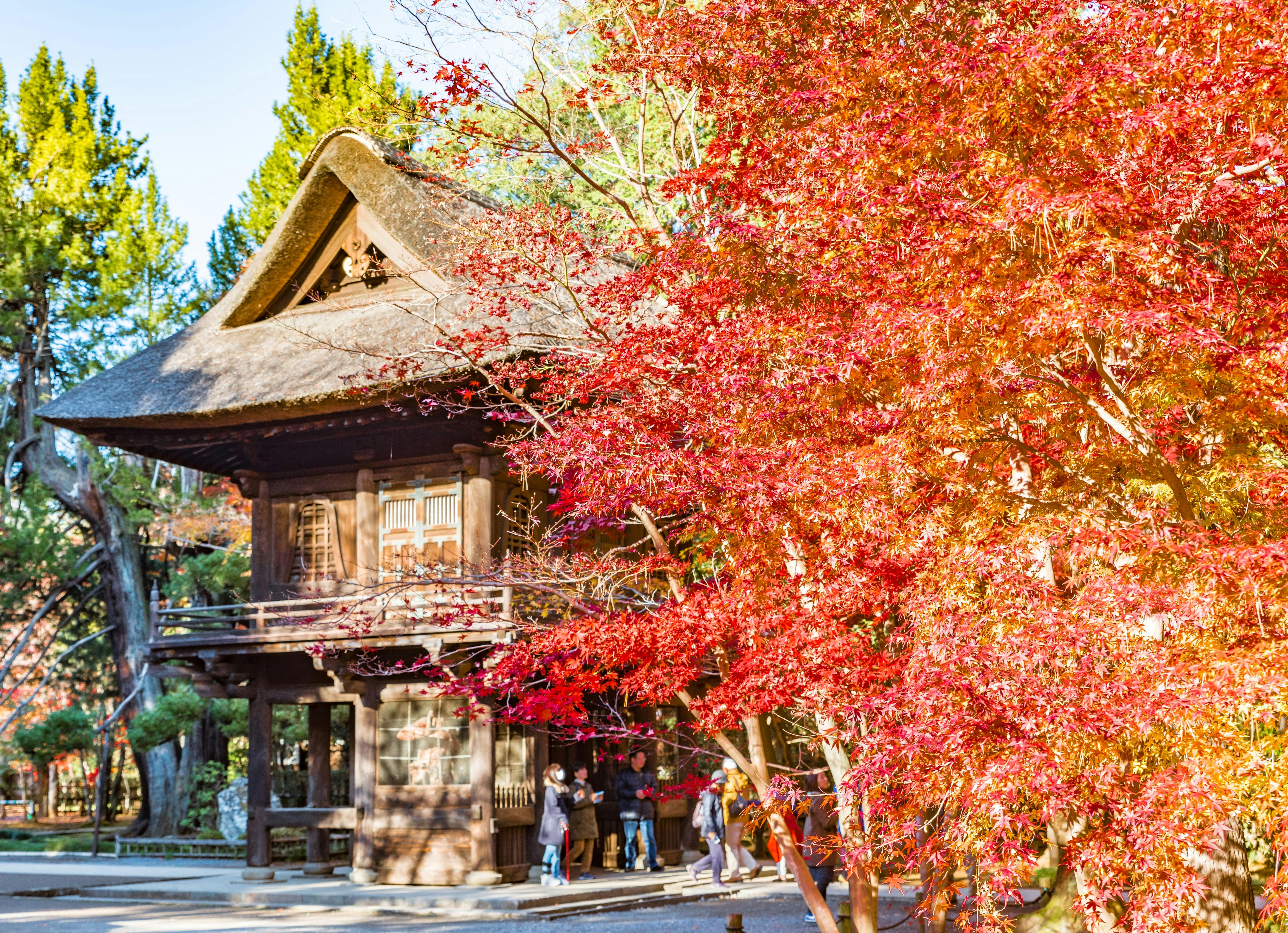 A traditional Japanese wooden building with a thatched roof stands behind a vibrant red maple tree in autumn, while several people walk and gather near the entrance.