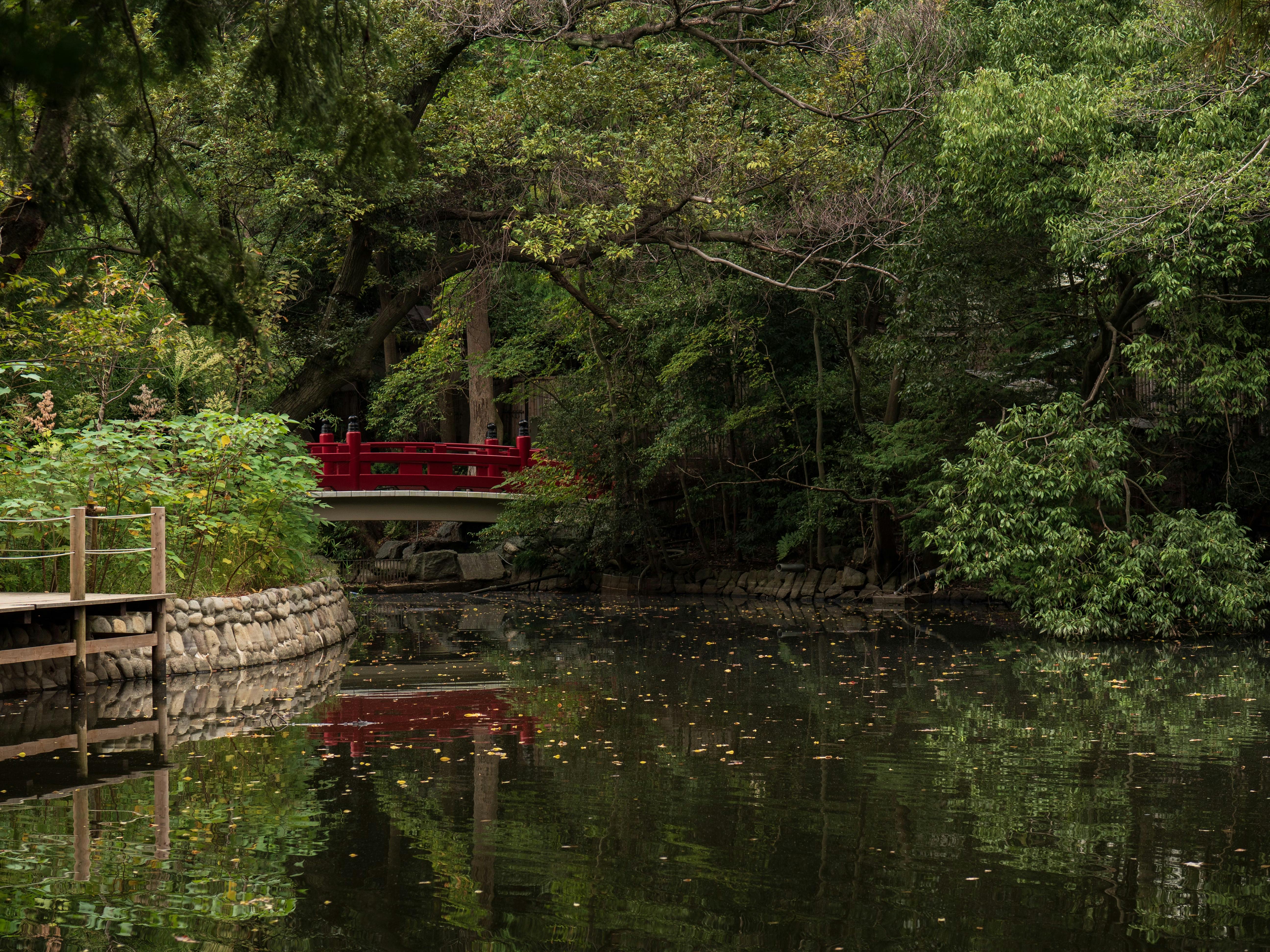 A serene pond surrounded by lush green trees, with a small red bridge crossing the water in the background. Stone edging lines the path beside the pond, and leaves float gently on the calm surface.
