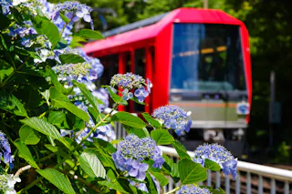 Hakone Hydrangea Train