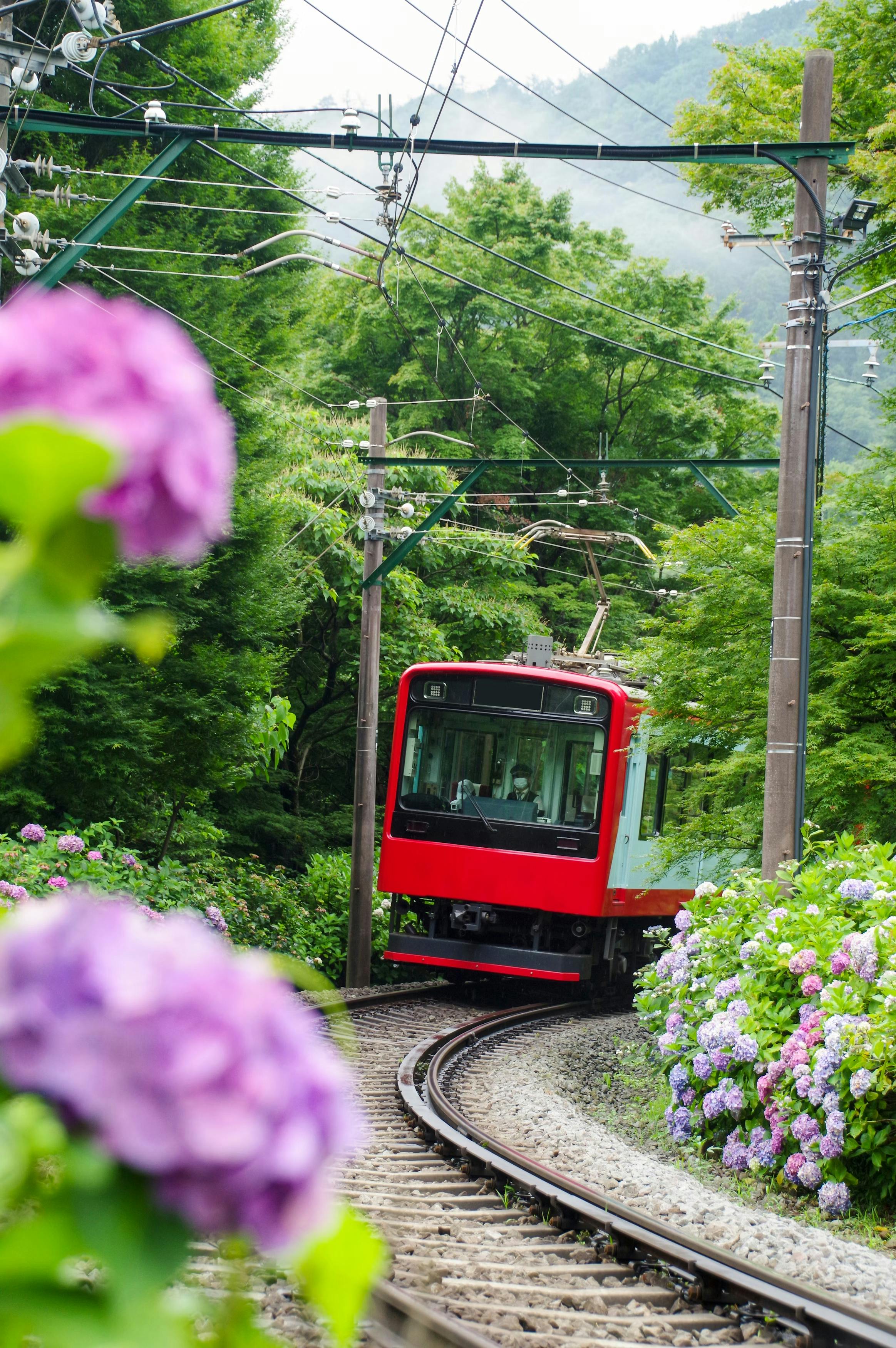 Hakone Hydrangea Train