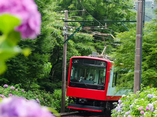 Hakone Hydrangea Train A red train travels along a curved track through lush green trees and blooming purple hydrangeas, with power lines overhead and misty mountains in the background.
