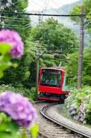 A red train travels along a curved track through lush green trees and blooming purple hydrangeas, with power lines overhead and misty mountains in the background.