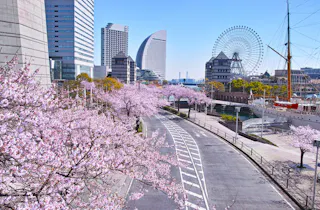 A city street lined with blooming cherry blossom trees, modern high-rise buildings, a large Ferris wheel, and a docked tall ship under a bright blue sky.