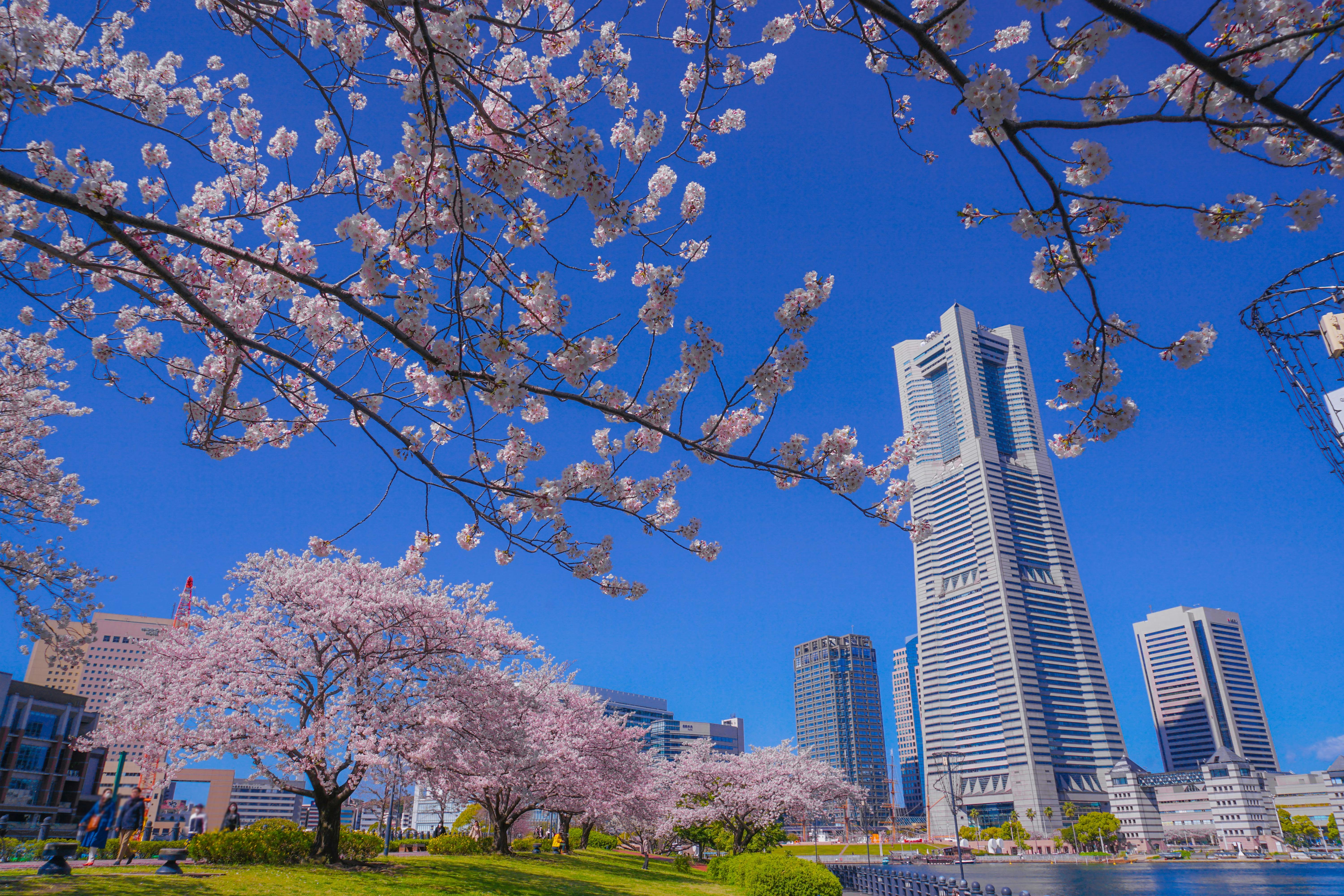 Skyscrapers rise behind blossoming cherry trees in full bloom under a vivid blue sky, with green grass and a city waterfront in the foreground.