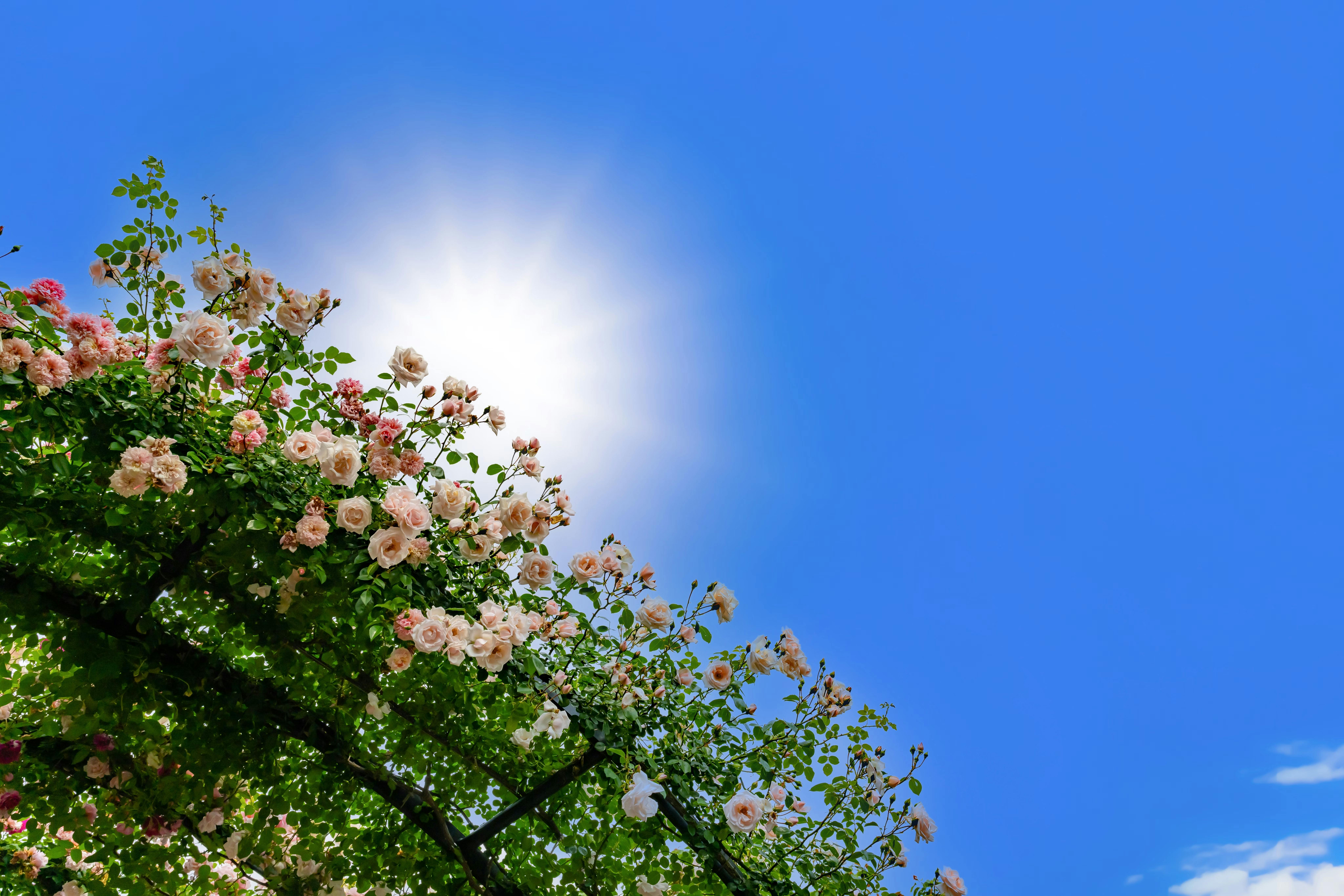 Yokohama English Garden