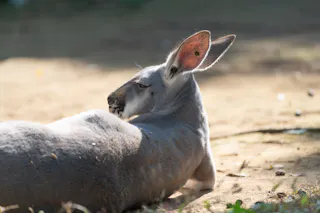 Yokohama Zoological Gardens “Zoorasia”