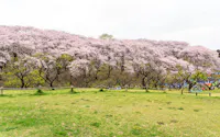 A grassy field bordered by a row of cherry blossom trees in full bloom, their pale pink flowers creating a dense canopy against a cloudy sky. Some people are partially visible under the trees in the background.