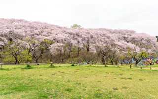 A grassy field bordered by a row of cherry blossom trees in full bloom, their pale pink flowers creating a dense canopy against a cloudy sky. Some people are partially visible under the trees in the background.