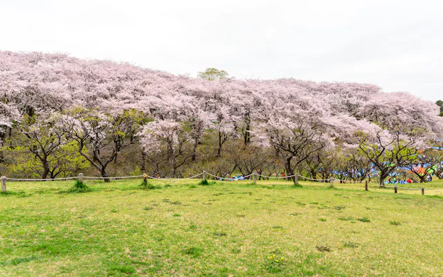 A grassy field bordered by a row of cherry blossom trees in full bloom, their pale pink flowers creating a dense canopy against a cloudy sky. Some people are partially visible under the trees in the background.