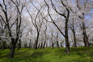 Negishi Forest Park