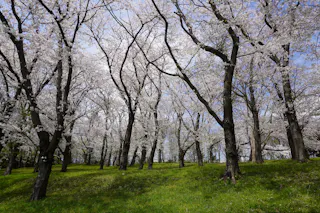 Cherry blossom trees in full bloom with white flowers cover a grassy hill under a blue sky, creating a serene and picturesque spring landscape.