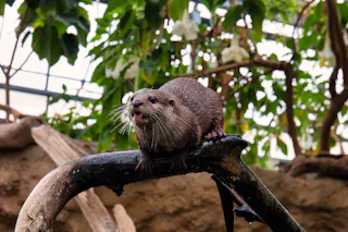 A wet otter stands on a tree branch, mouth slightly open and facing forward. Lush green plants and a glass roof are visible in the background.