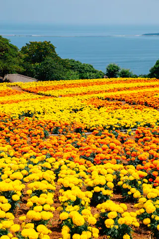 A vibrant field of yellow and orange marigold flowers stretches toward the horizon, with green trees and a calm blue sea visible in the background under a clear sky.